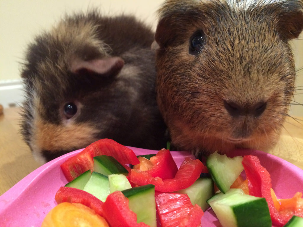 Do guinea pigs eat red peppers sale