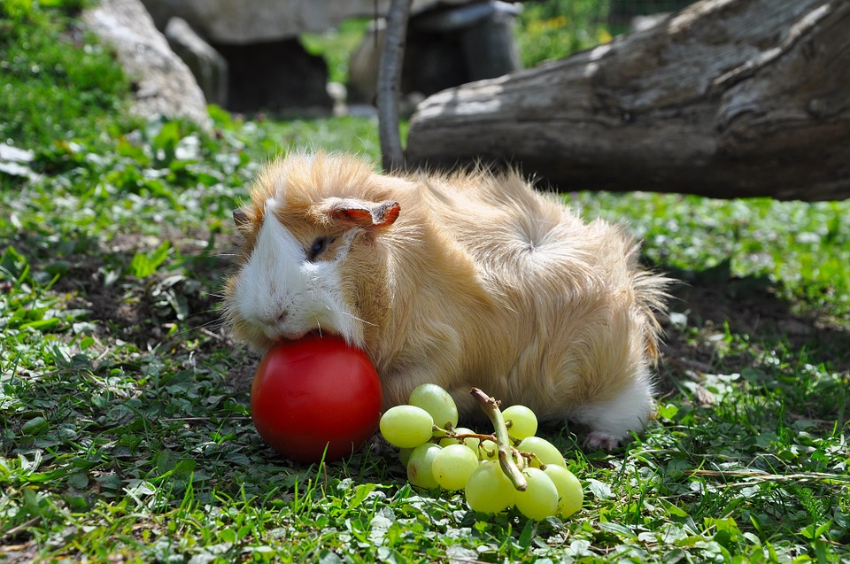 Can guinea best sale pigs eat plums