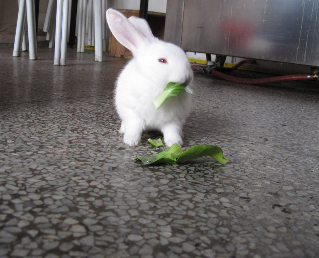 Can Rabbits Eat Tomatoes? (Tomatoes and Tomato Plant Leaves)