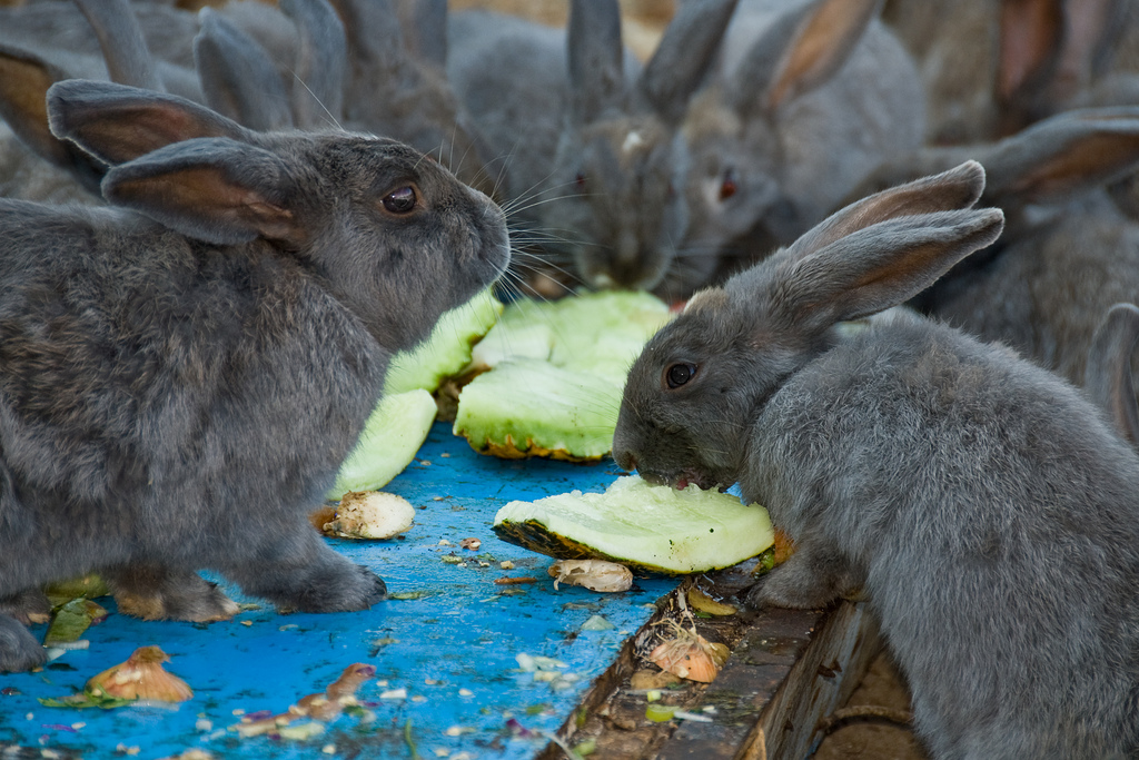 can bunnies eat watermelon