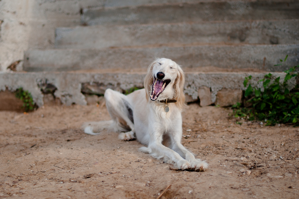 do all dogs have tickle spot