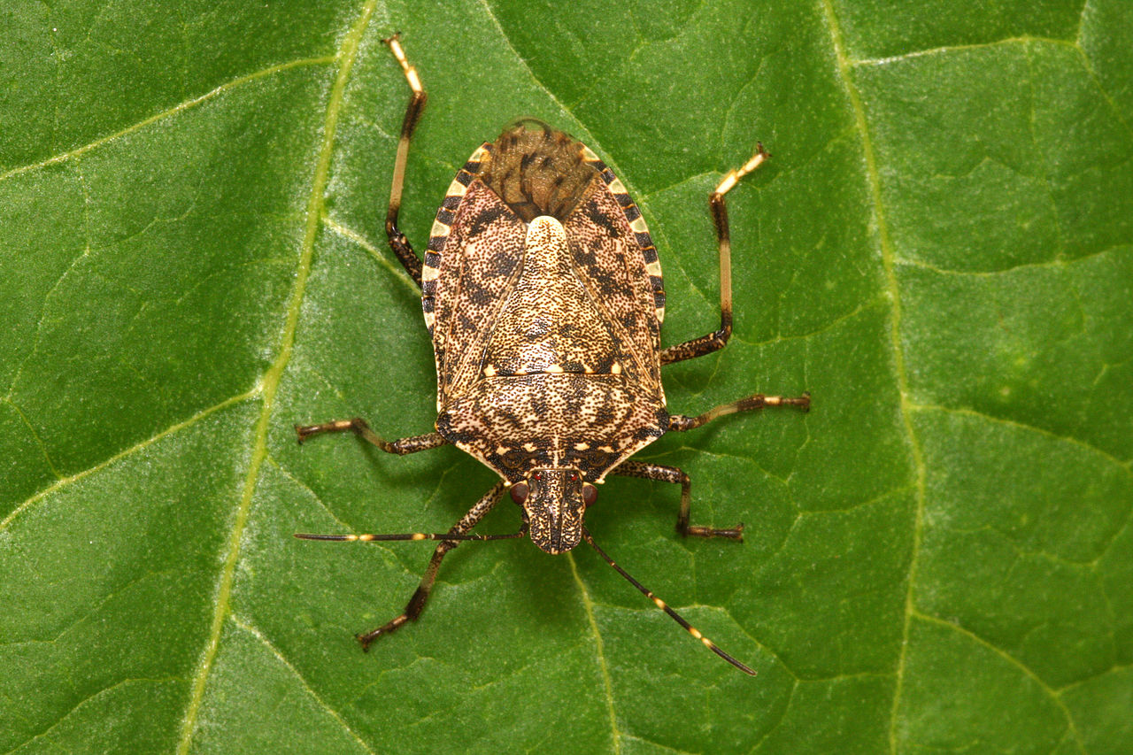 Can stink bugs cause allergic reactions in dogs