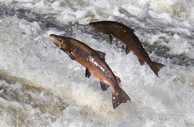 39 Top Photos Can Cats Eat Salmon Cooked - Can Dogs Eat Fish American Kennel Club