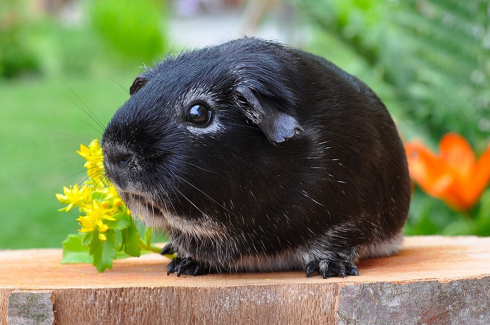 can guinea pigs eat brussel sprout leaves