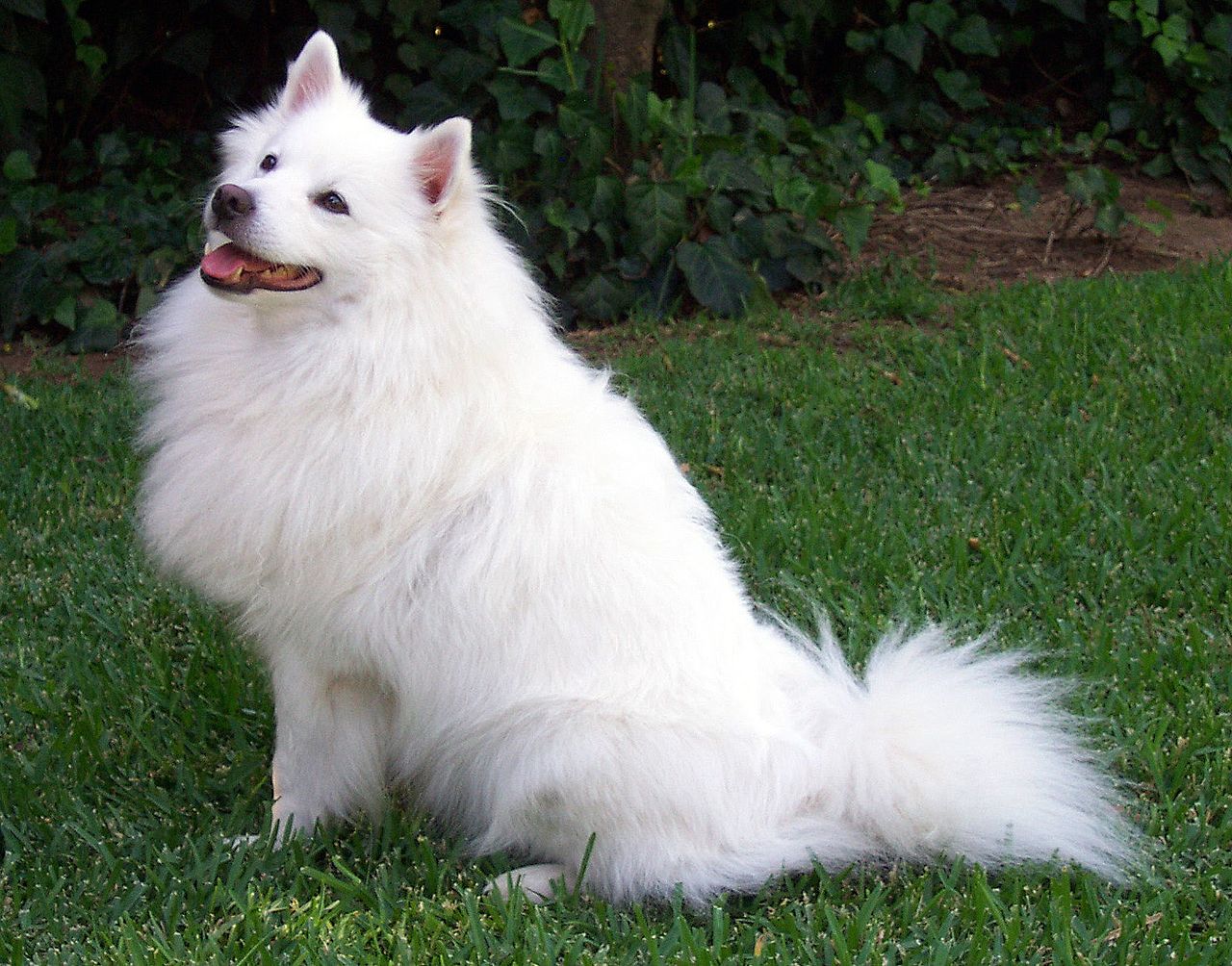 american eskimo rescue