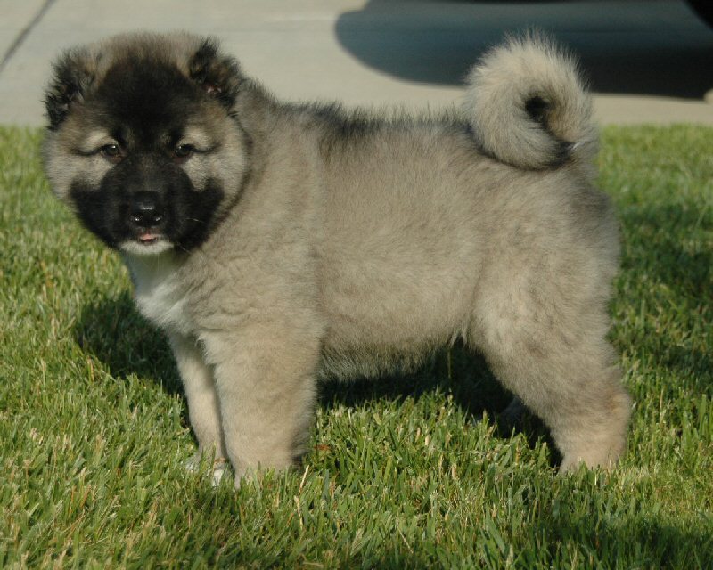 caucasian mountain dog price