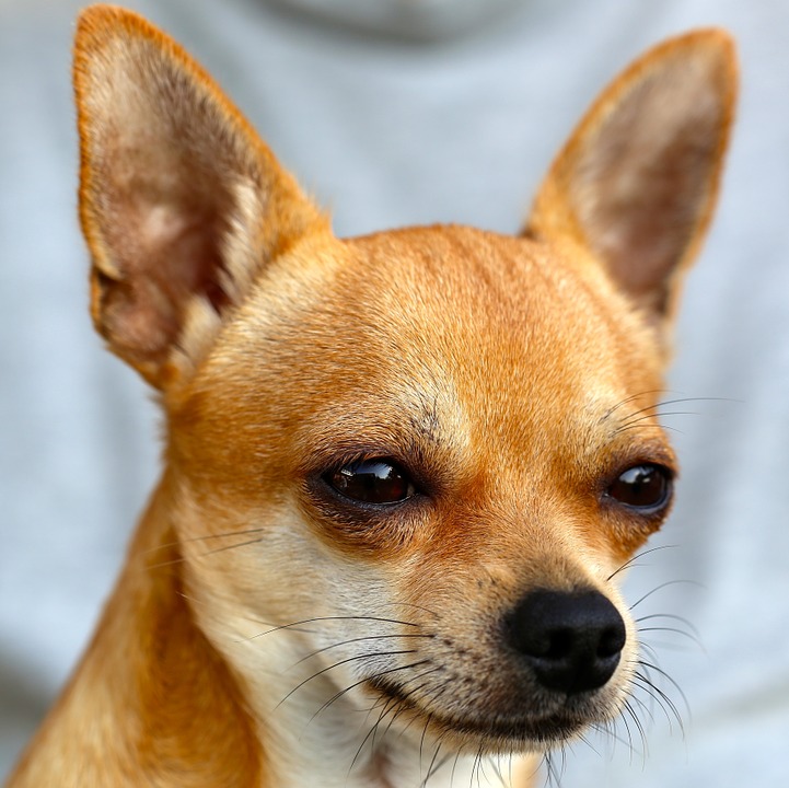 Chihuahua Dog Breed (Life Span, Size, Weight, Breeders)