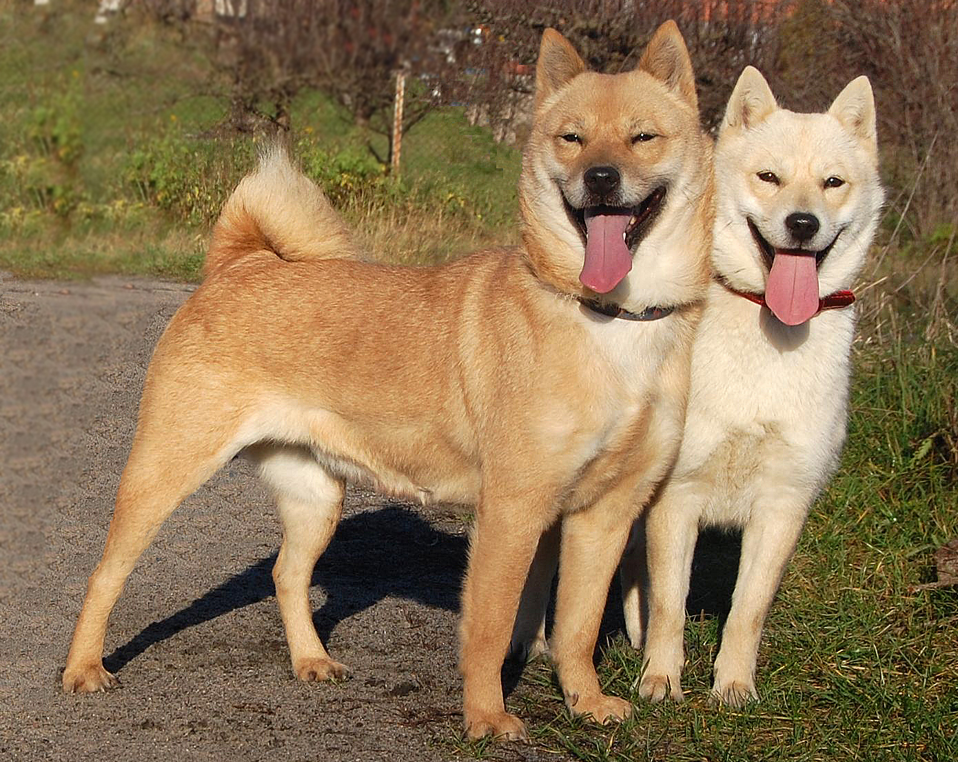 korean dog breeds