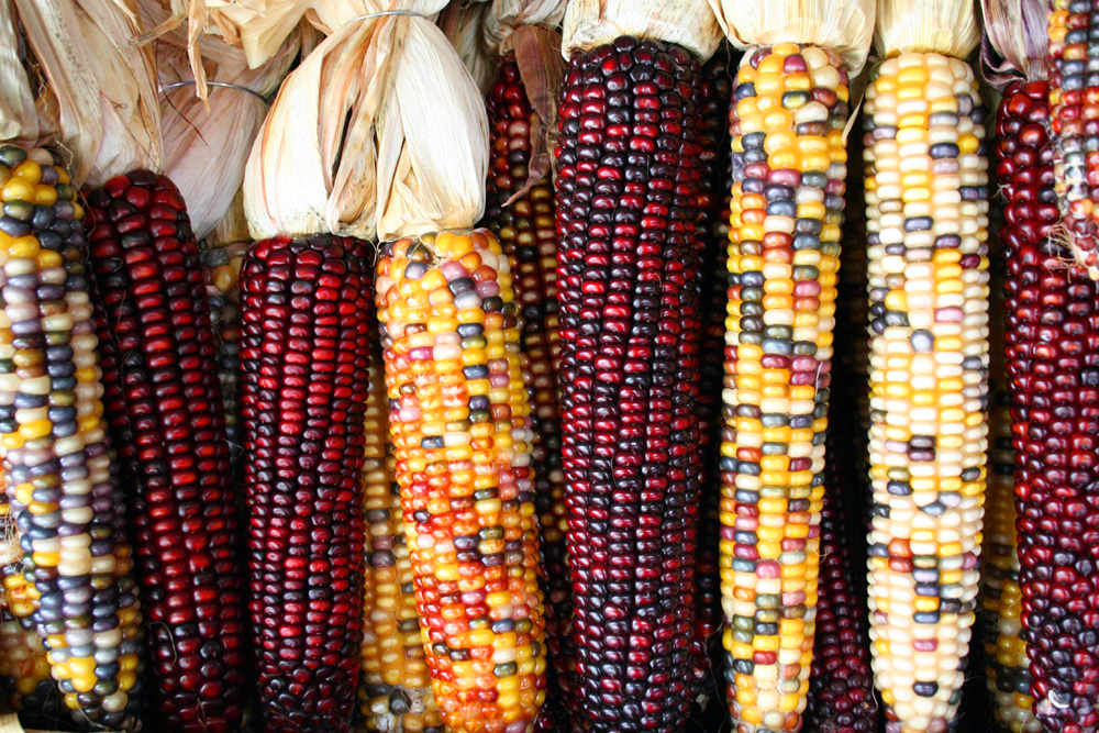 what-should-you-do-if-your-dog-ate-a-corn-cob