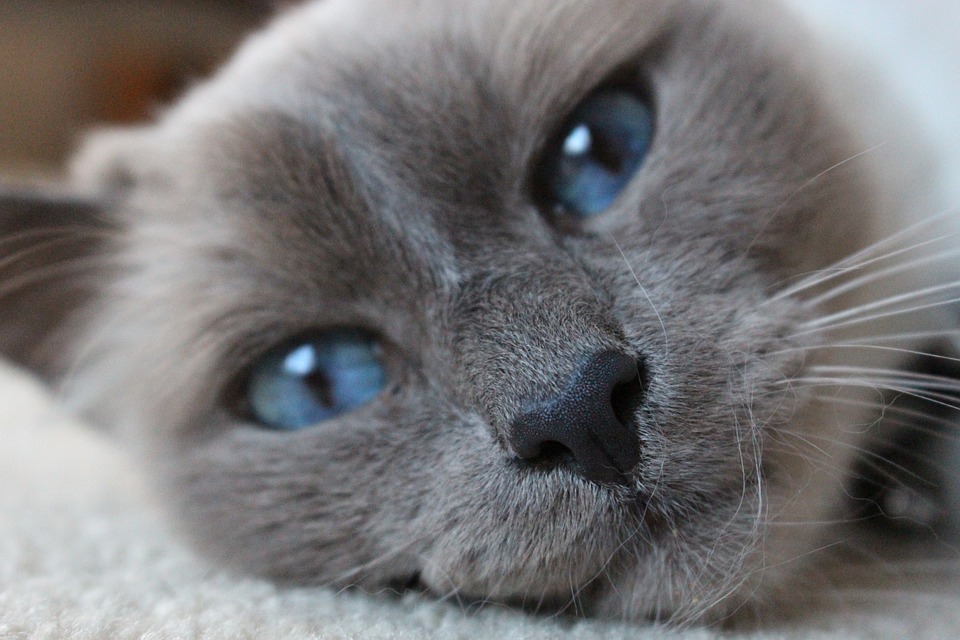 cats with bright blue eyes