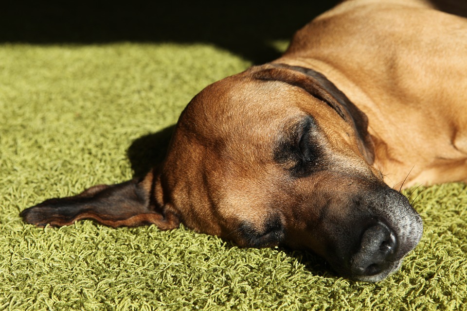 puppy vomiting undigested food