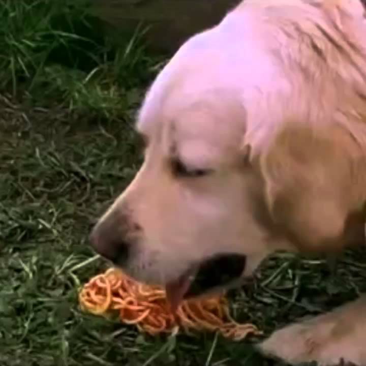 Puppy regurgitating undigested store food