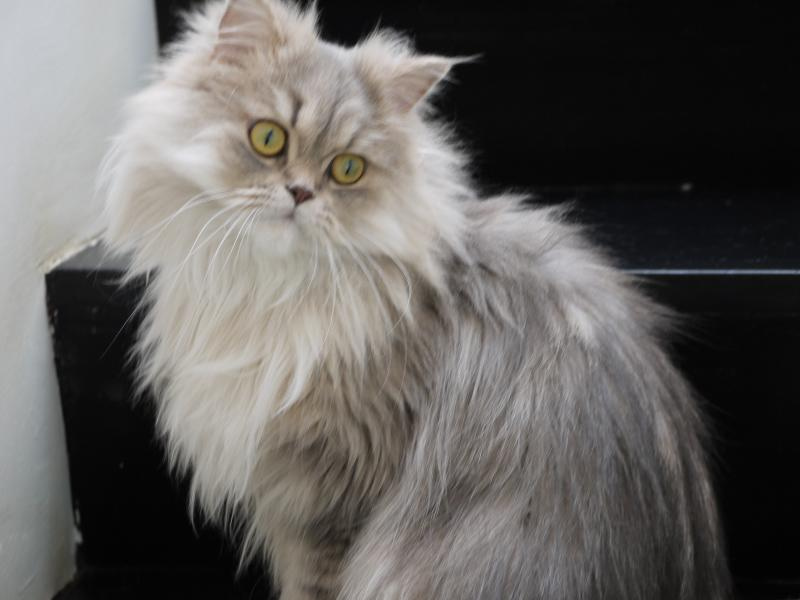 Persian Cat Feline Breed Details Size Lifespan Breeders Food