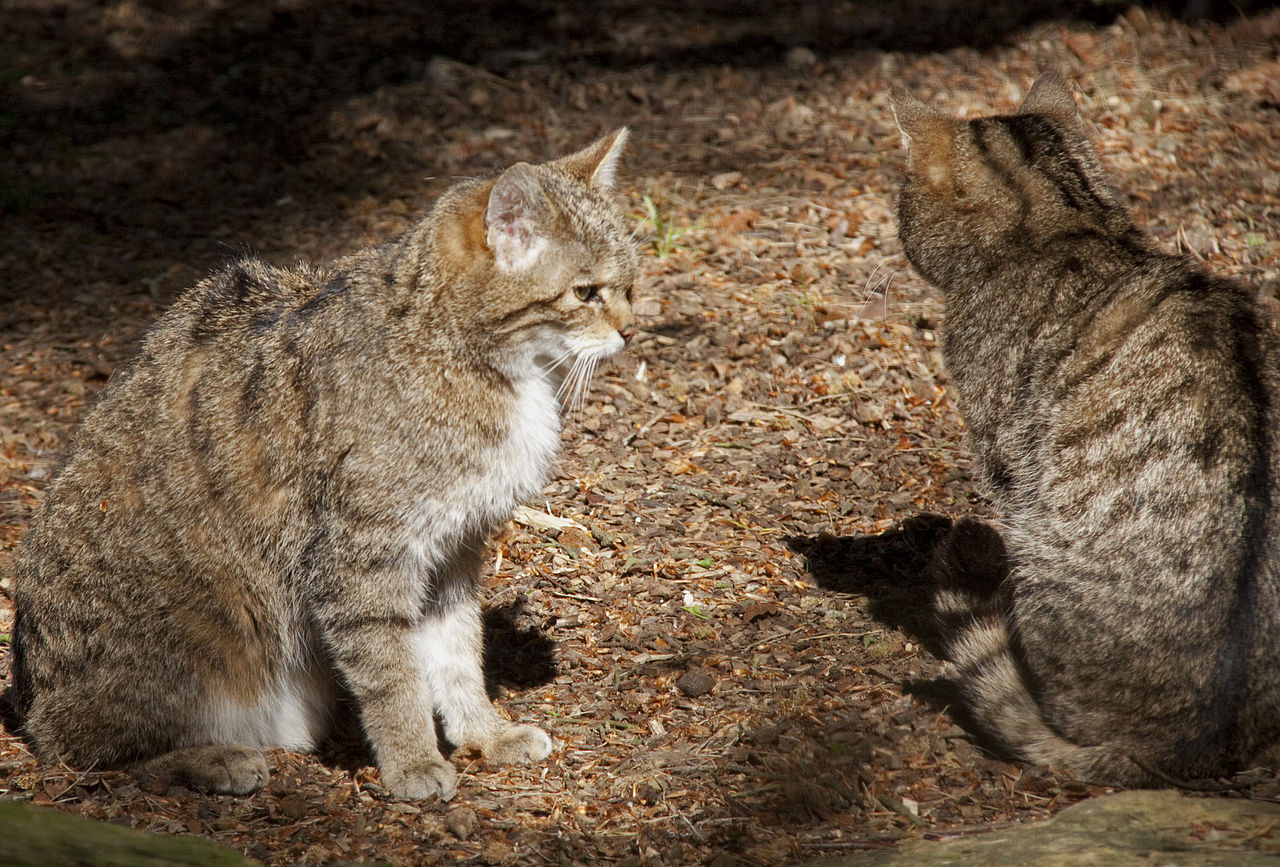 Wild Cat Breeds (Names of Popular and Rare Cats Around the ...