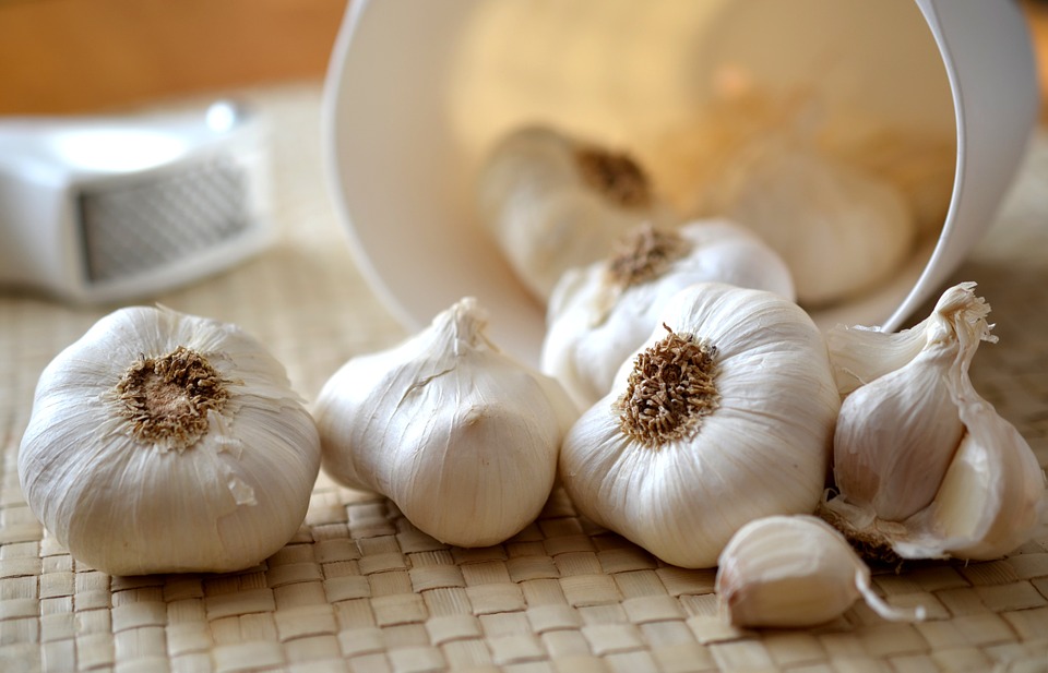 is garlic poisonous for cats