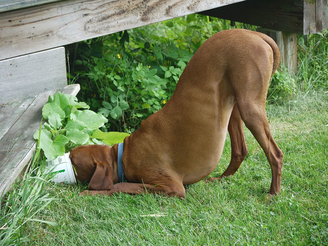 Can Dogs Eat Cheese Hard And Soft Cheddar Cottage String