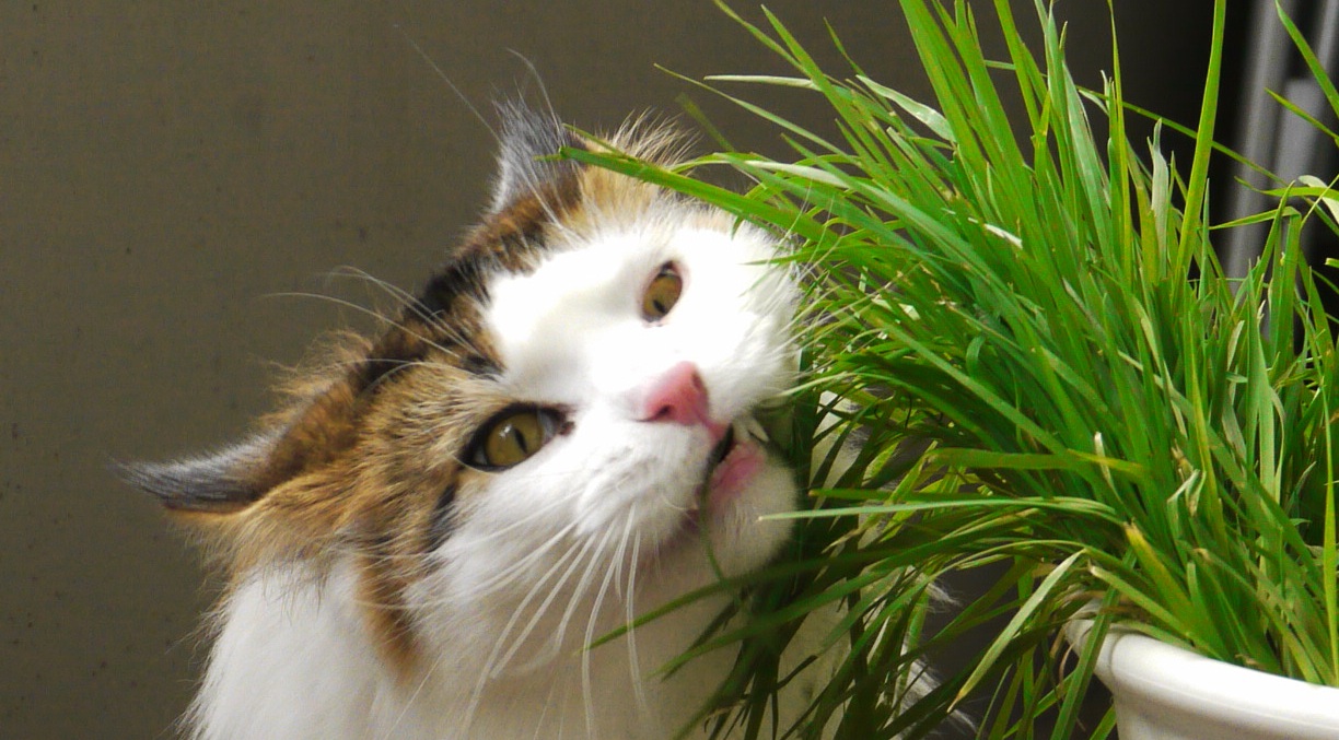 why-do-cats-eat-grass-can-they-eat-it-and-why-do-they-vomit-afterwards