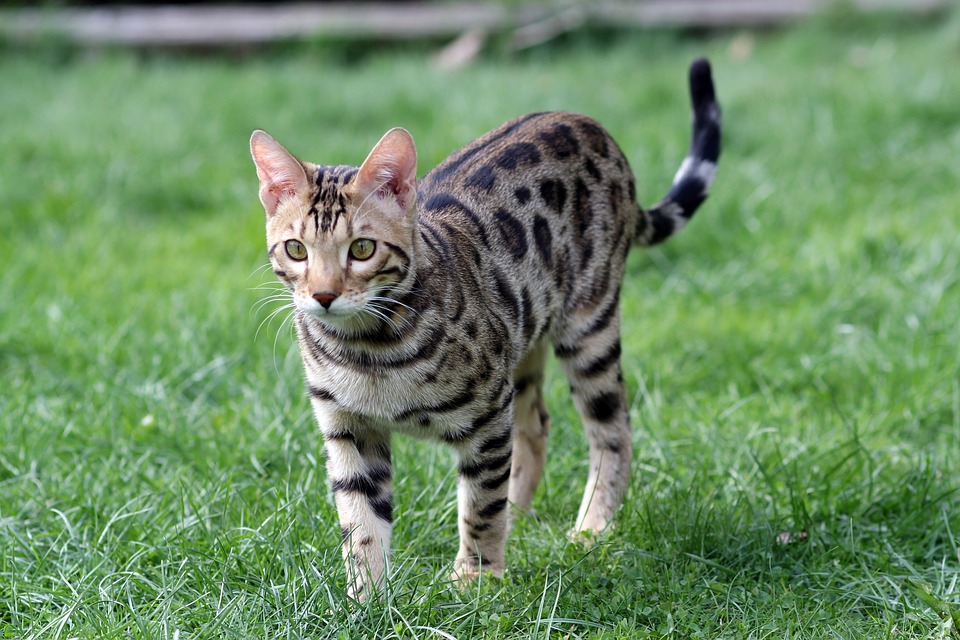 Bengal Cat Lifespan Temperament Type Breeders And Kittens